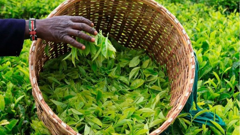 Сбор чая на ферме в Кении