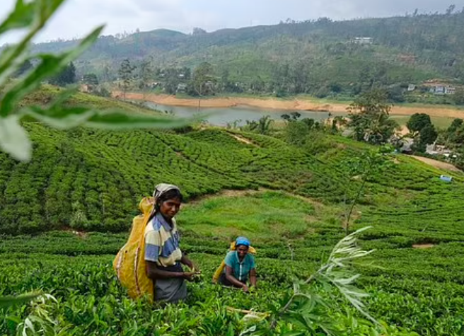 Ручной сбор чая в Шри-Ланке