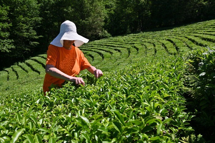 Сборщица чая в Краснодарском крае