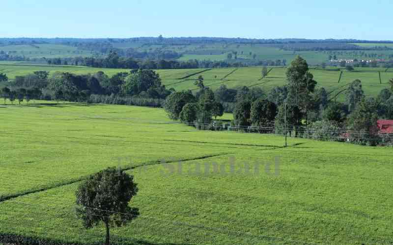 Чайная плантация в Керичо-Кения