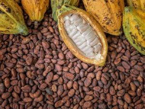 Плоды и бобыц какао