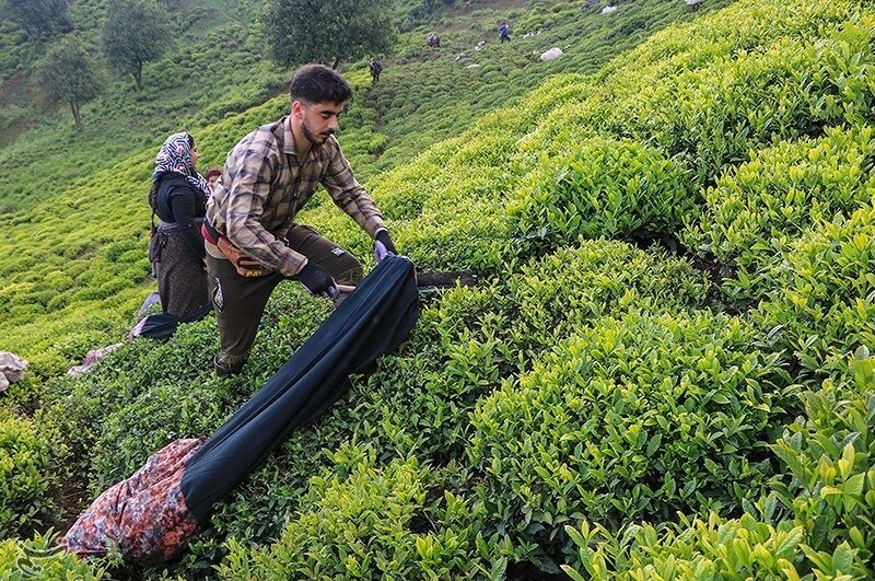 Сбор чая в Иране