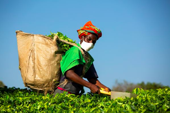 Сбор чая в Руанде