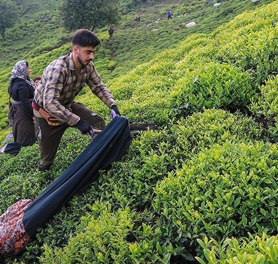 Сбор чая в Иране