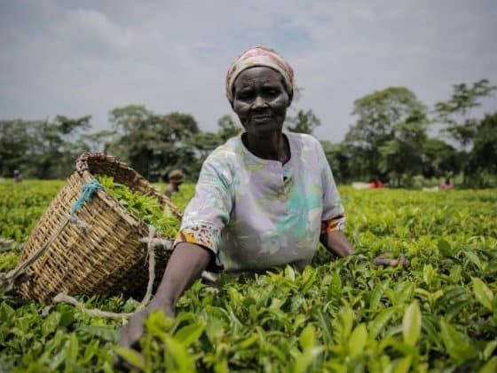 Сборщица чая на плантации в Кении