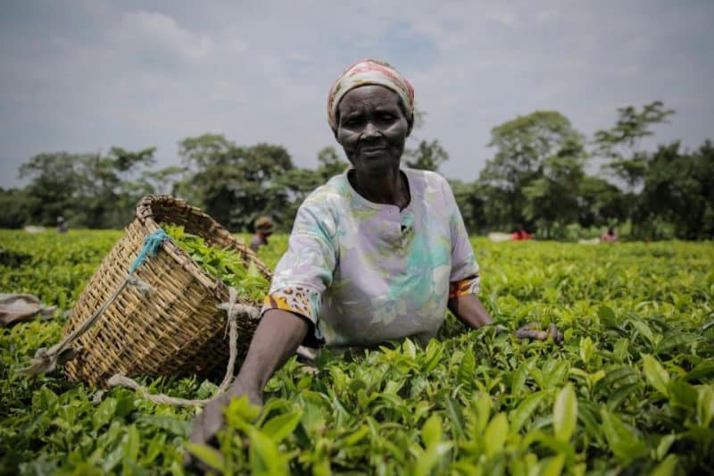 Сборщица чая на плантации в Кении