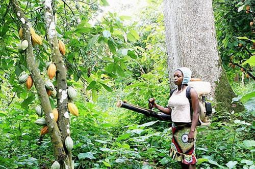 coffee-cocoa-yaounde-hosts-workshop-on-climate-change-adaptation_L