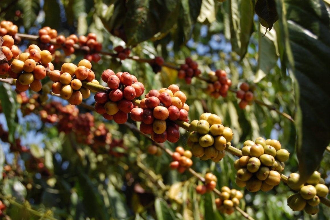 robusta-coffee-beans