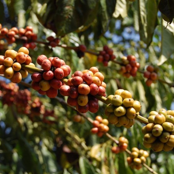 robusta-coffee-beans