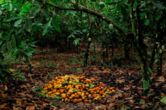 Плоды какао на дереве и на земле