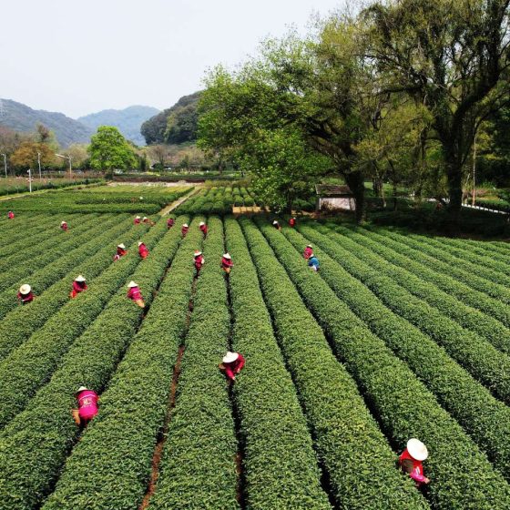 China Hangzhou Tea Garden Peak Time