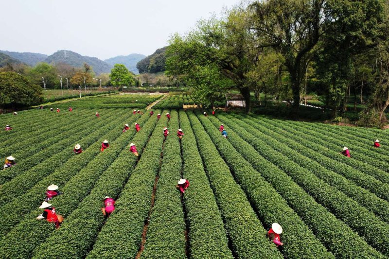 China Hangzhou Tea Garden Peak Time