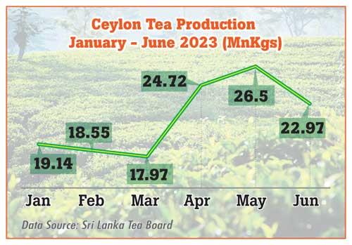 Цейлонский чай производство 2023