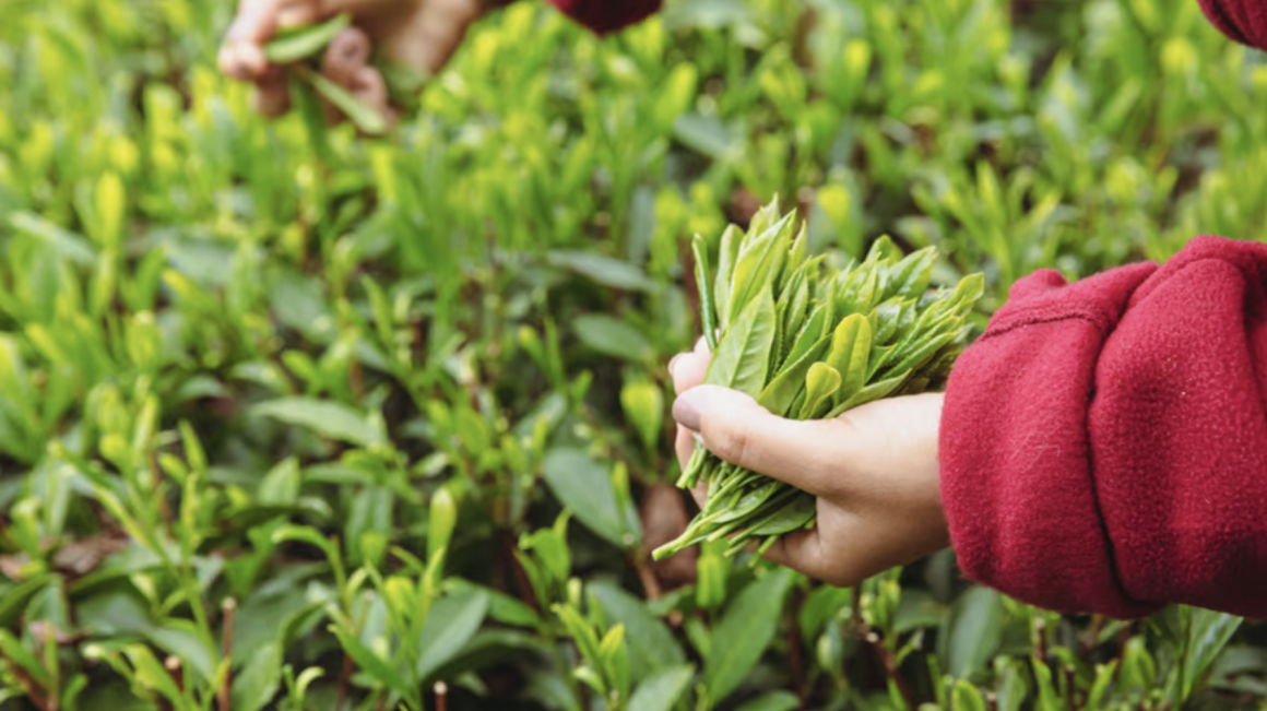 European Tea Study