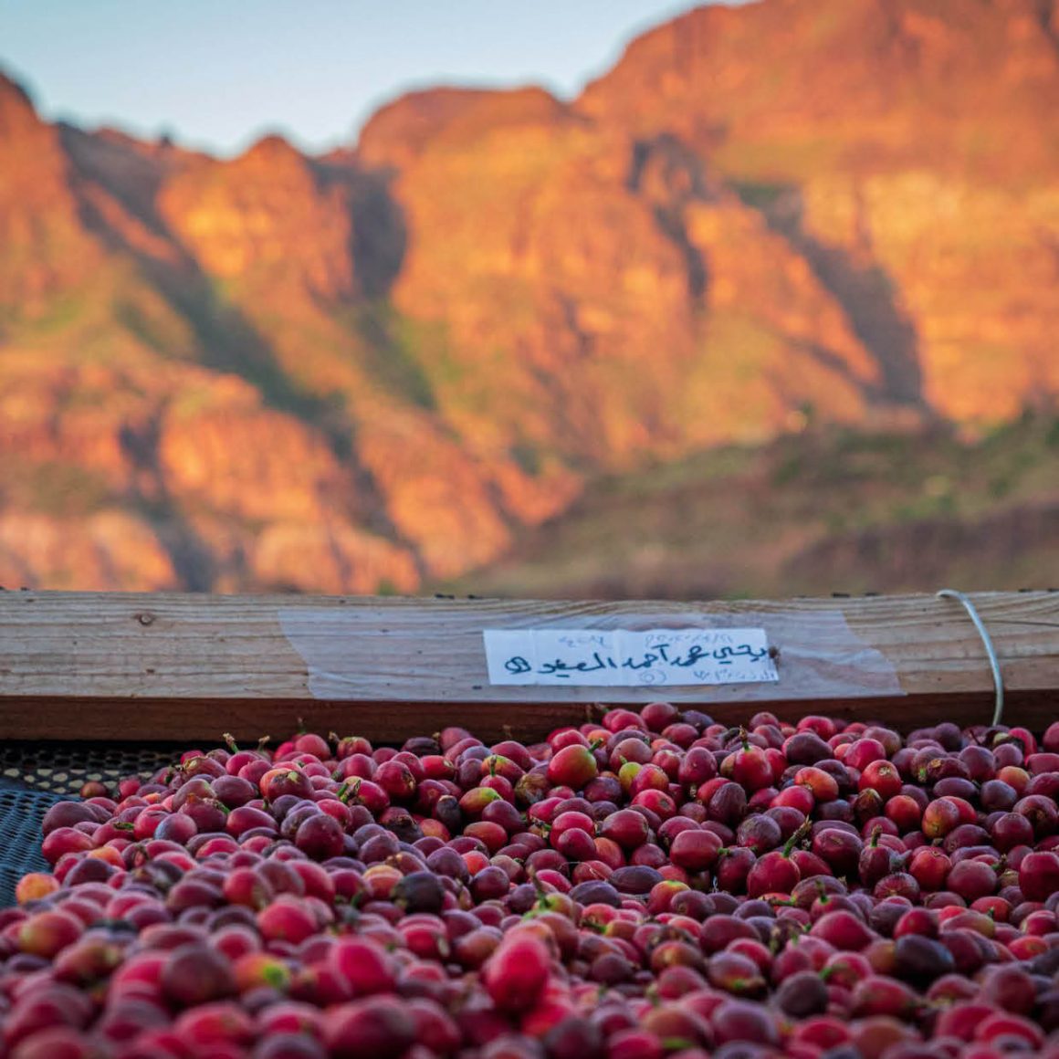 Qima-Coffee-Coffee-cherries-from-Bani-Ofair