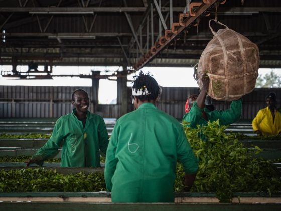 Первичная переработка чая в Кении
