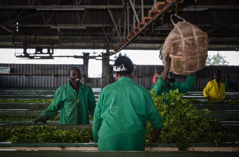 Первичная переработка чая в Кении
