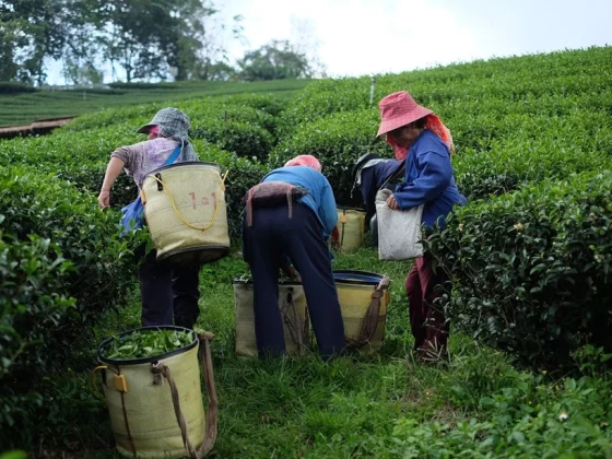 Сборщики чая в Бенгалии