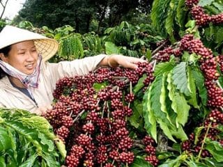 vietnamese-coffee-harvesting