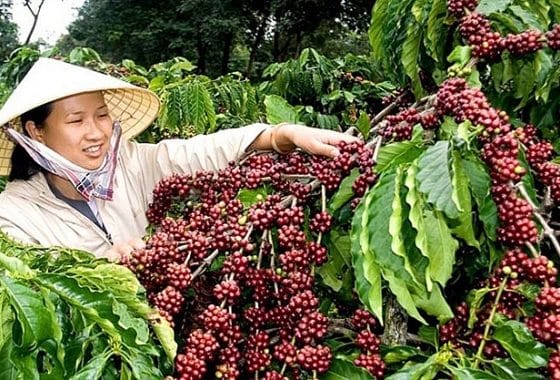 vietnamese-coffee-harvesting