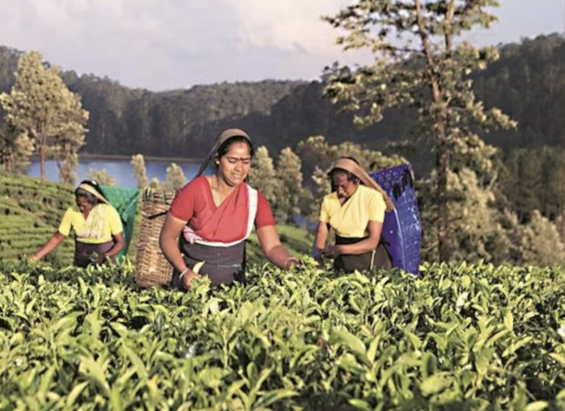 Phu Ben Tea Company