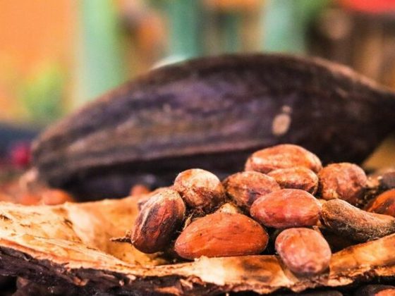 cacao-плод и бобы