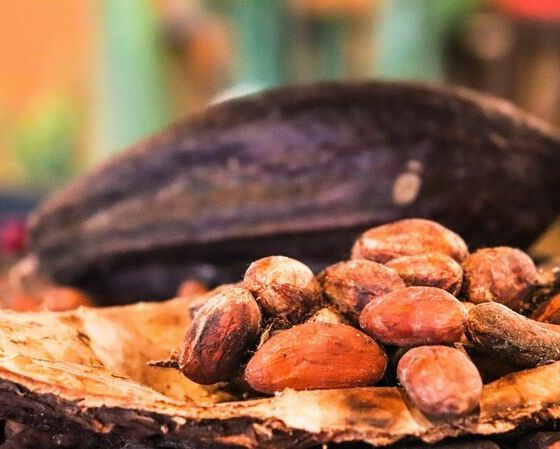 cacao-плод и бобы