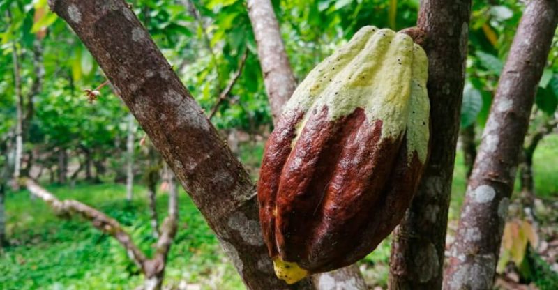 fungus-Cocoa-lint-disease