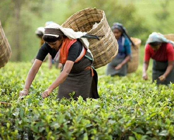 tea-tea-workers-tea-plucking-bangladesh-likely-to-see-bumper-crop-in-tea-production-this-year-highest-yield-in-169yrs-tea-tea-production-daily-bangladesh