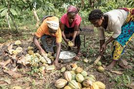 women-farmers-in-cocoa