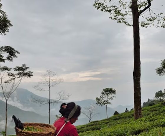 Горные плантаци чая в Индии