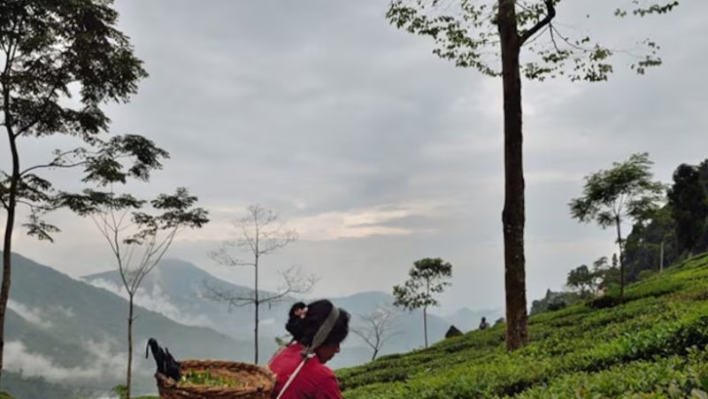 Горные плантаци чая в Индии