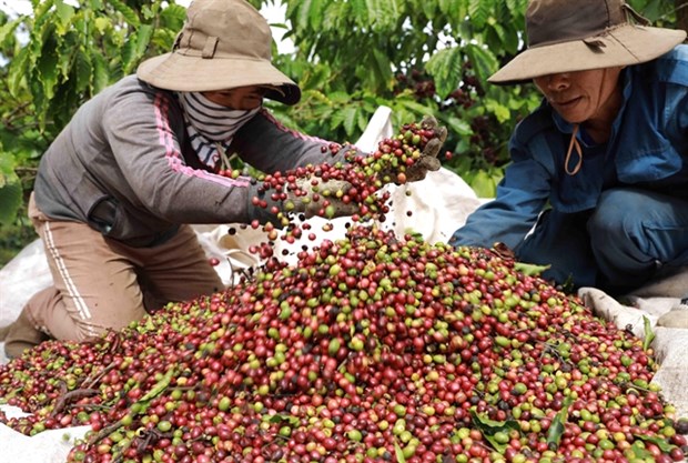 Кофе во Вьетнаме - ягоды
