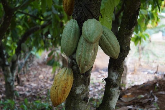 Плоды какао на деревьях