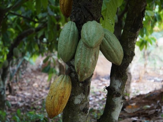Плоды какао на деревьях