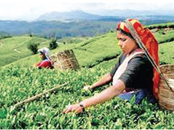 Сборщицы чая в Шри-Ланке