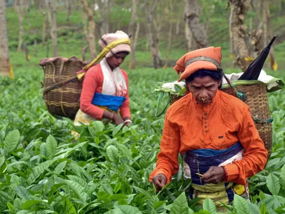 Сборщицы чая на плантации в Индии
