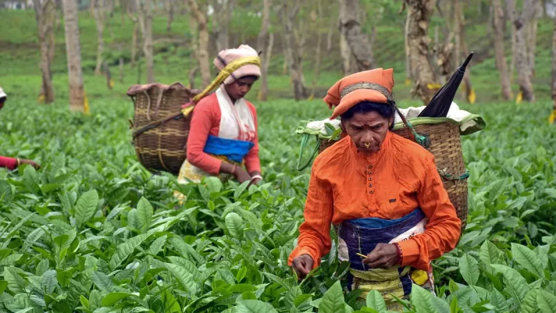 Сборщицы чая на плантации в Индии