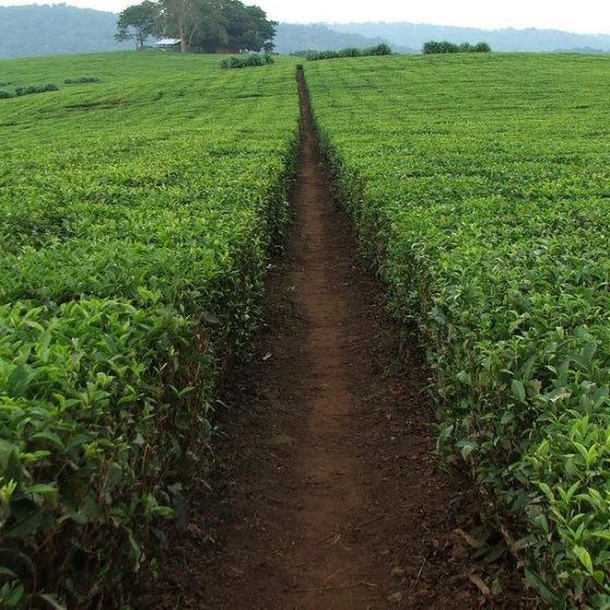 Плантации чаяв Уганде
