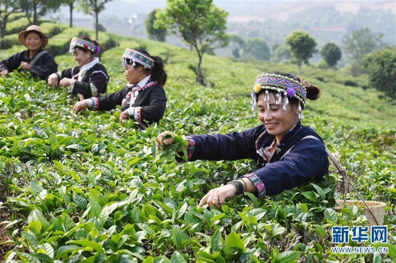 Сборщицы чая в Китае