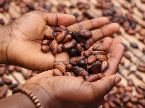 Какао-бобы в ладонях