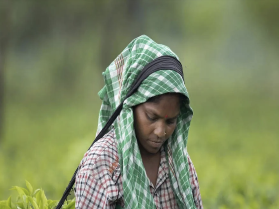 Сборщица чая на плантации