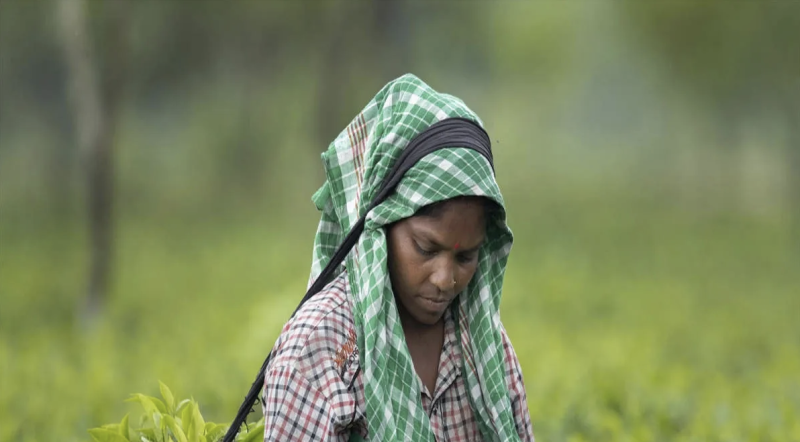 Сборщица чая на плантации