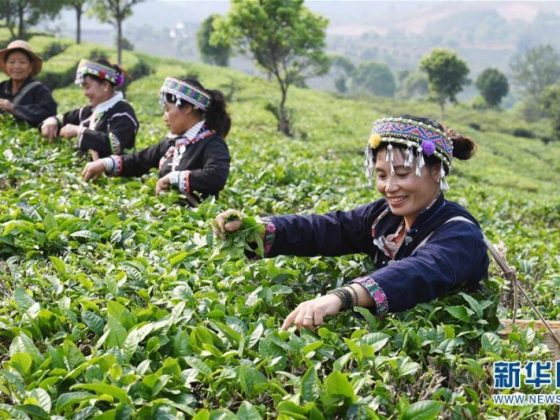 Сборщицы чая в Китае