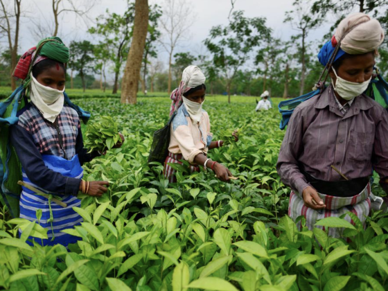 Сборщицы чая в Индии