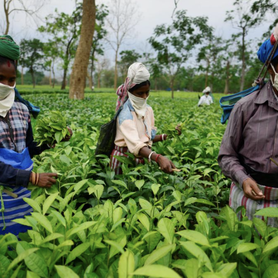 Сборщицы чая в Индии
