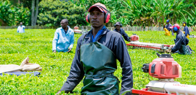 TeaOperations Kenya