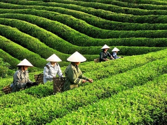 tea Vietnam