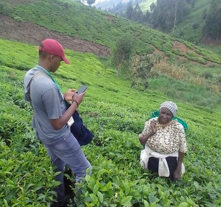 Сбор чая в Кении
