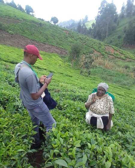 Сбор чая в Кении